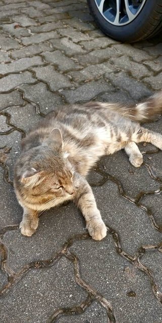 Toyota - Domestic Medium Hair Cat