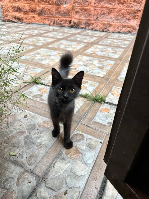 Kreami, Heitam - Domestic Short Hair Cat