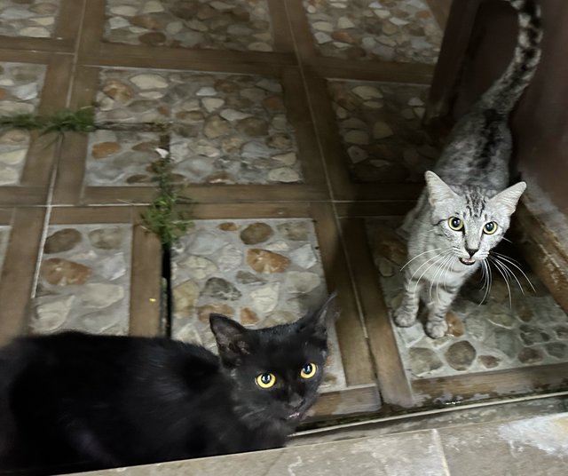 Kreami, Heitam - Domestic Short Hair Cat