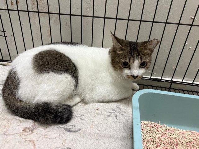 Lucy - Domestic Short Hair Cat