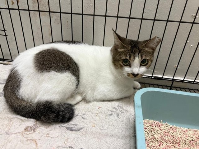 Lucy - Domestic Short Hair Cat