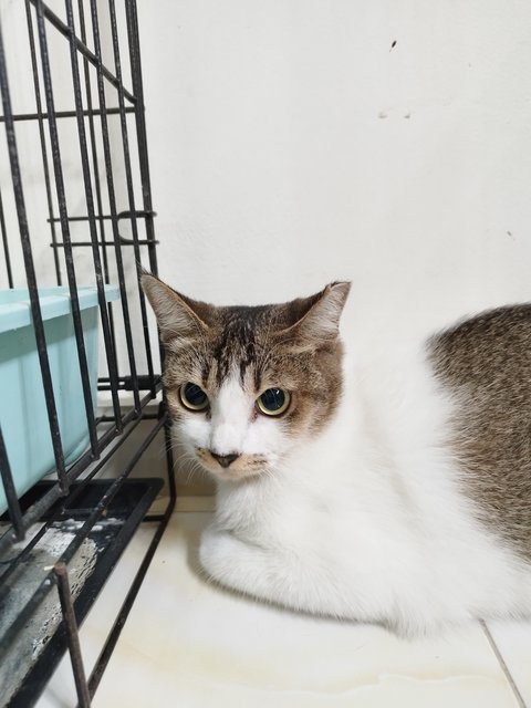 Lucy - Domestic Short Hair Cat