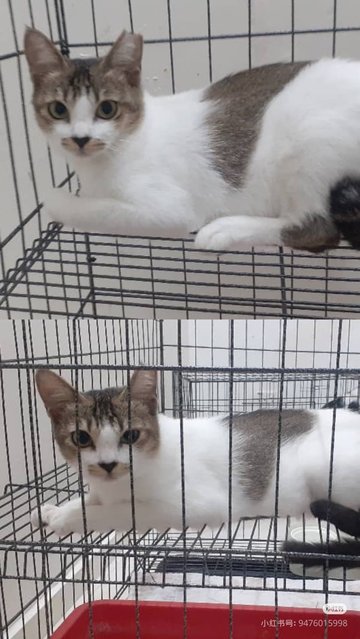 Lucy - Domestic Short Hair Cat