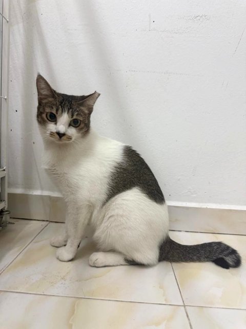 Lucy - Domestic Short Hair Cat