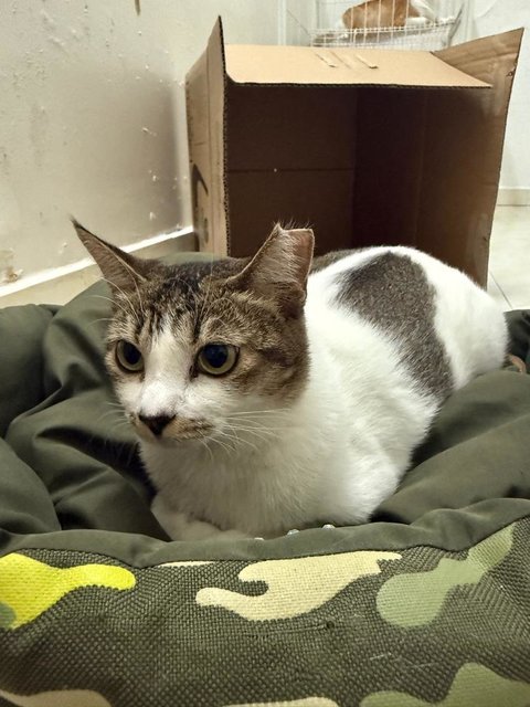 Lucy - Domestic Short Hair Cat