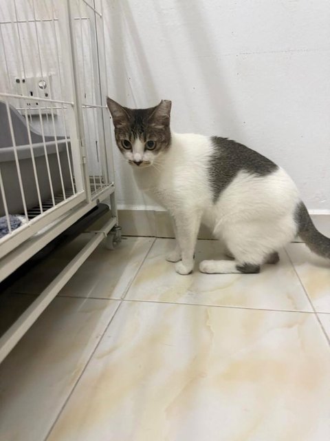 Lucy - Domestic Short Hair Cat
