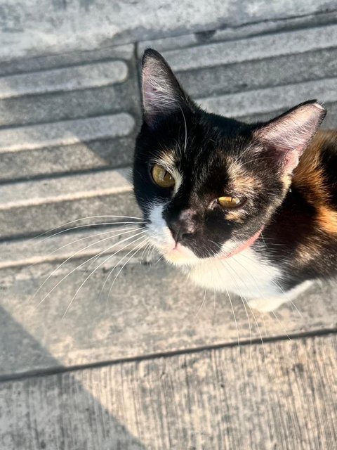 Lola  - Domestic Medium Hair Cat