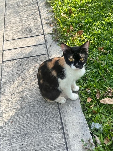 Lola  - Domestic Medium Hair Cat