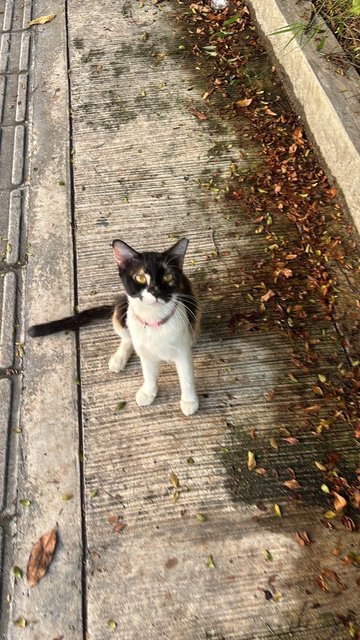 Lola  - Domestic Medium Hair Cat