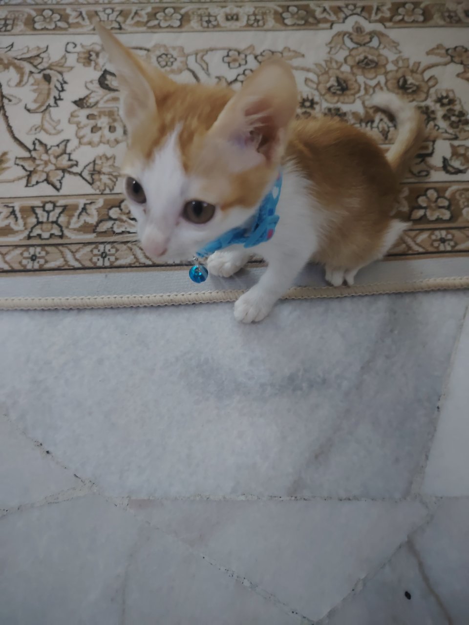 Mochi - Domestic Short Hair Cat
