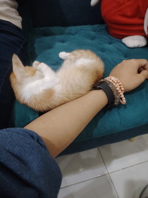 Mochi - Domestic Short Hair Cat