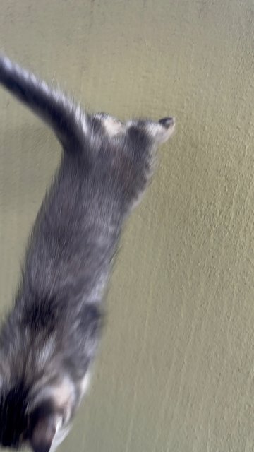 Whiskas - Domestic Medium Hair Cat