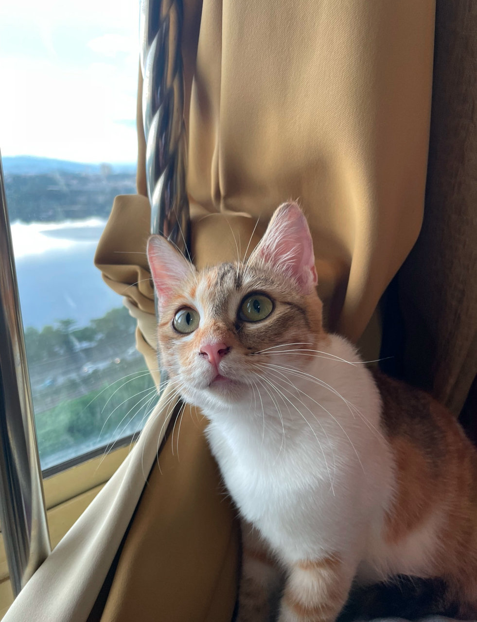 Peanut And Stormi  - Domestic Medium Hair + Japanese Bobtail Cat