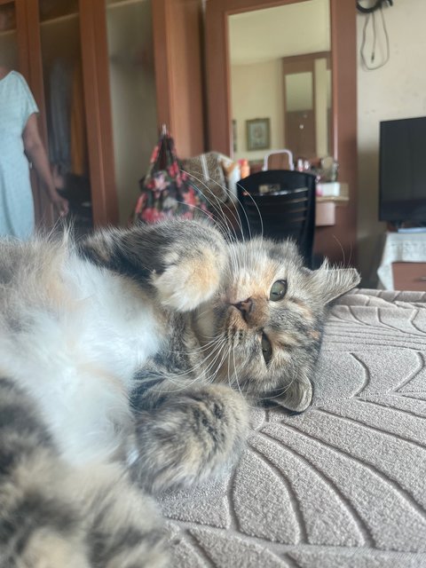 Peanut And Stormi  - Domestic Medium Hair + Japanese Bobtail Cat