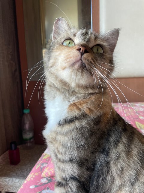 Peanut And Stormi  - Domestic Medium Hair + Japanese Bobtail Cat