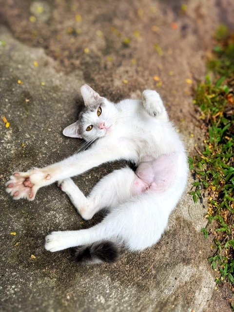 Maisie And Gracie - Domestic Short Hair Cat