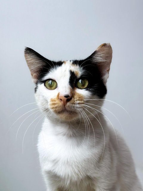 Maisie And Gracie - Domestic Short Hair Cat
