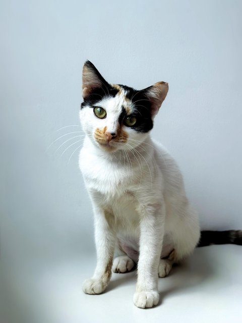 Maisie And Gracie - Domestic Short Hair Cat