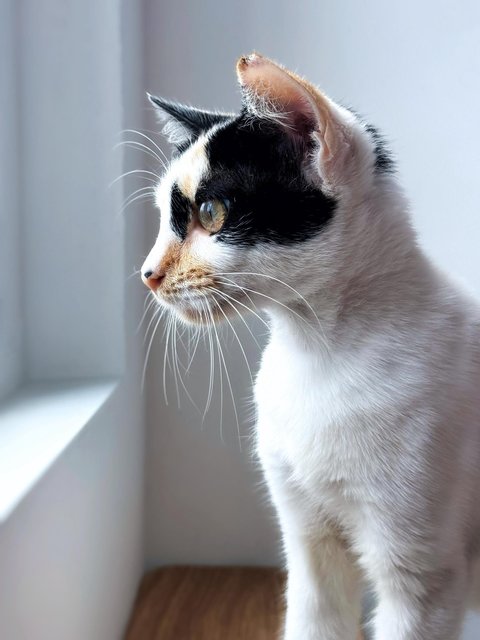 Maisie And Gracie - Domestic Short Hair Cat