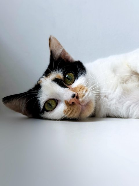 Maisie And Gracie - Domestic Short Hair Cat