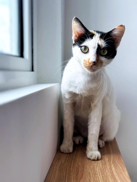 Maisie And Gracie - Domestic Short Hair Cat