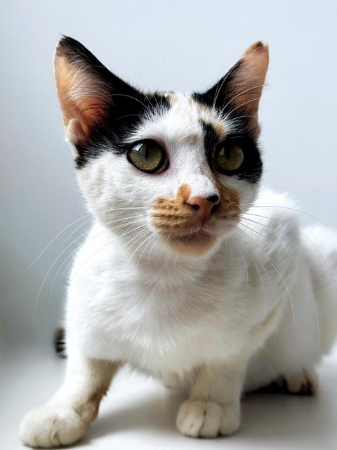 Maisie And Gracie - Domestic Short Hair Cat