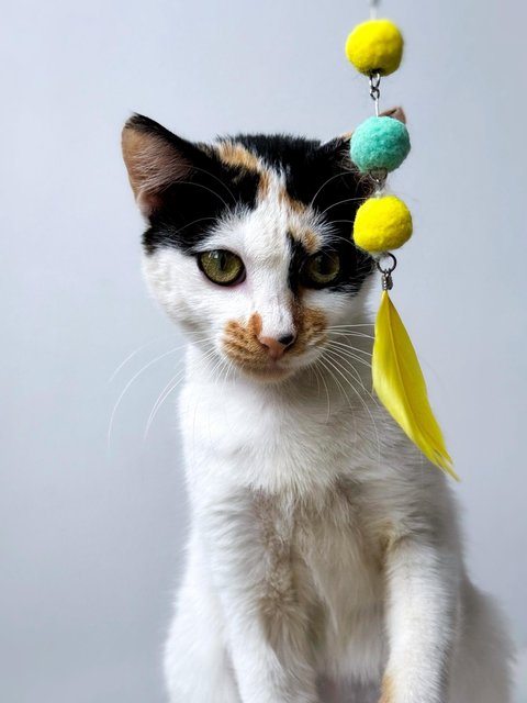 Maisie And Gracie - Domestic Short Hair Cat