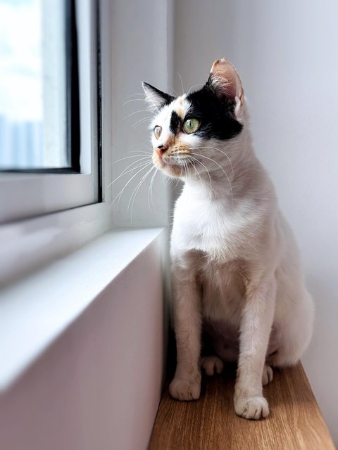 Maisie And Gracie - Domestic Short Hair Cat