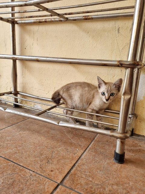 Eva - Domestic Short Hair Cat