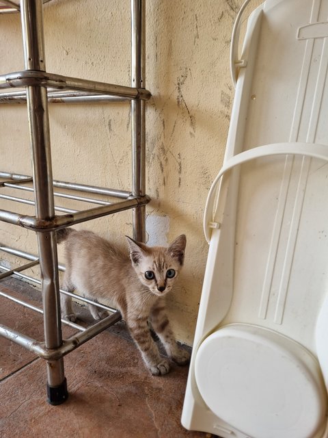 Eva - Domestic Short Hair Cat