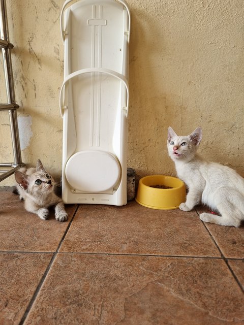 Eva - Domestic Short Hair Cat