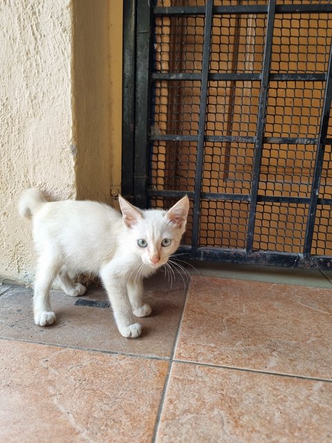 Tank - Domestic Short Hair Cat