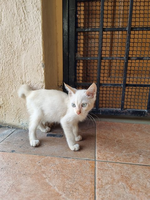 Tank - Domestic Short Hair Cat