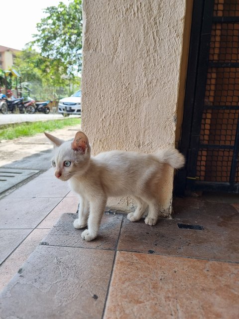 Tank - Domestic Short Hair Cat