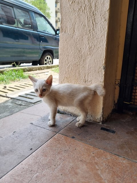 Tank - Domestic Short Hair Cat