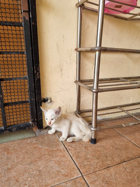 Tank - Domestic Short Hair Cat