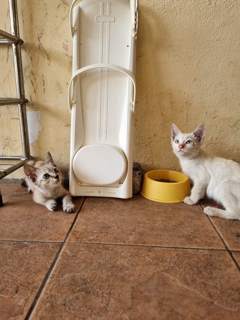 Tank - Domestic Short Hair Cat