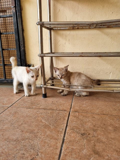Tank - Domestic Short Hair Cat
