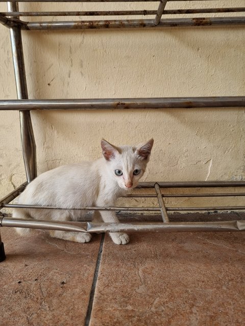 Tank - Domestic Short Hair Cat