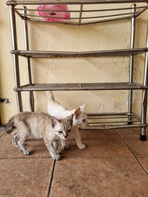 Tank - Domestic Short Hair Cat