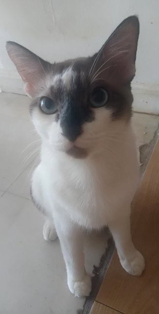 Pashmack - Snowshoe Cat