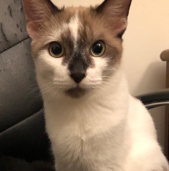 Pashmack - Snowshoe Cat