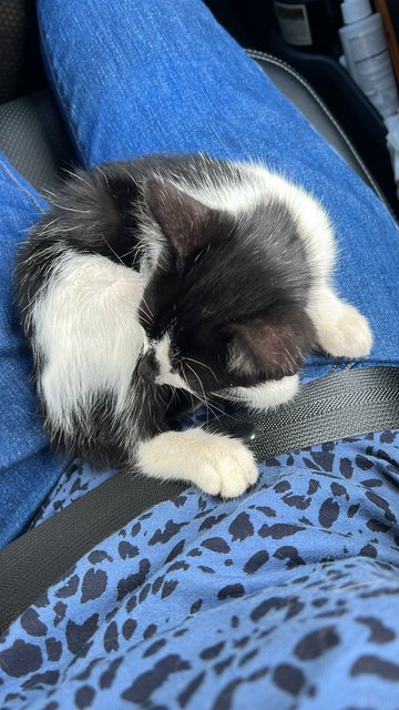 PF141507 - Domestic Short Hair Cat