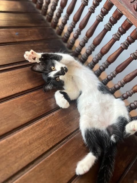 PF141507 - Domestic Short Hair Cat