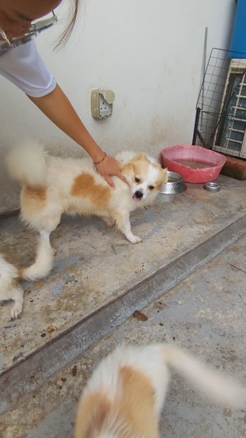 Jack Jackson - Chihuahua Dog