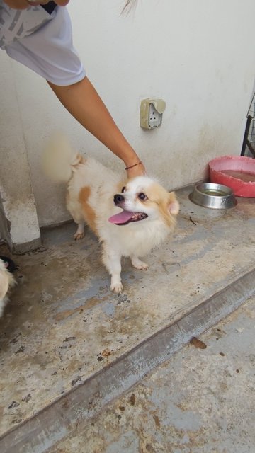 Jack Jackson - Chihuahua Dog