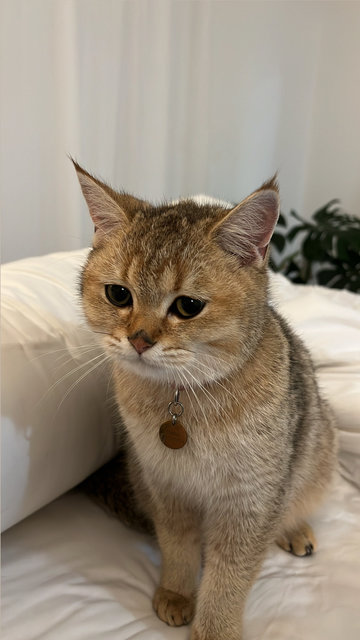 Fufu - British Shorthair Cat