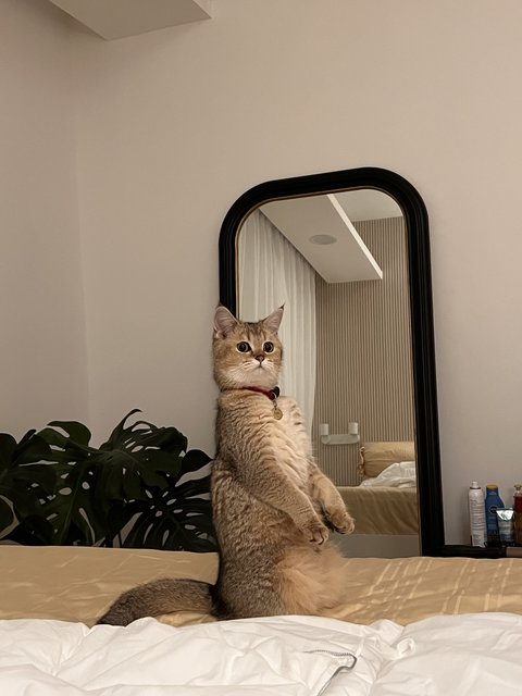 Fufu - British Shorthair Cat