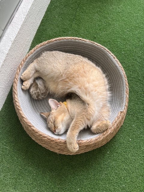 Fufu - British Shorthair Cat