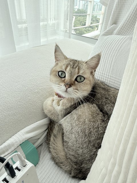 Fufu - British Shorthair Cat